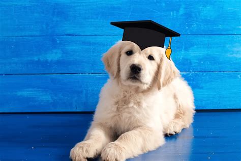 Golden retrievers are smart, .